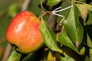 Omenapuun lyhytverso