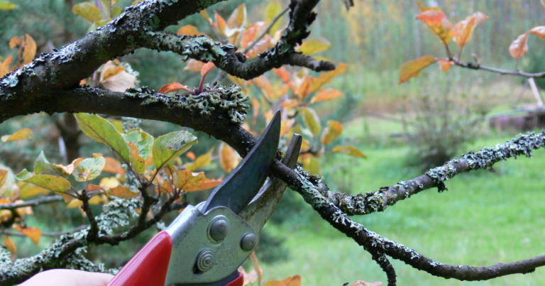 Pihan puiden ja pensaiden leikkaus – näin onnistut!