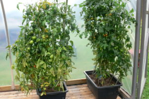 Tomaatin ruukkuviljelyä