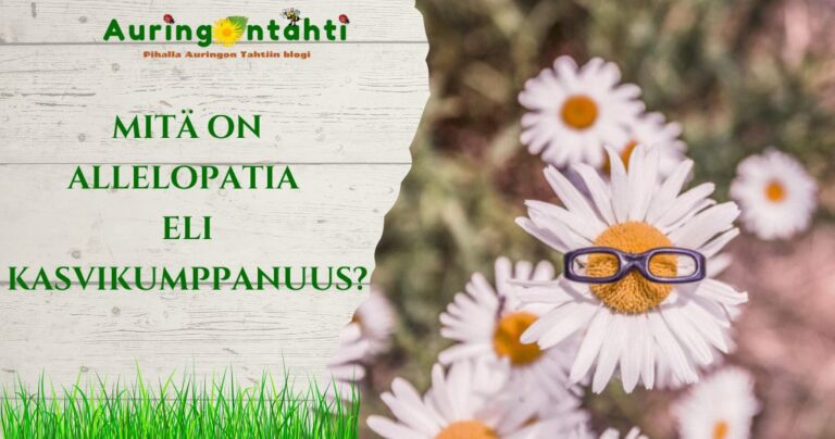 Mitä on allelopatia eli kasvikumppanuus?