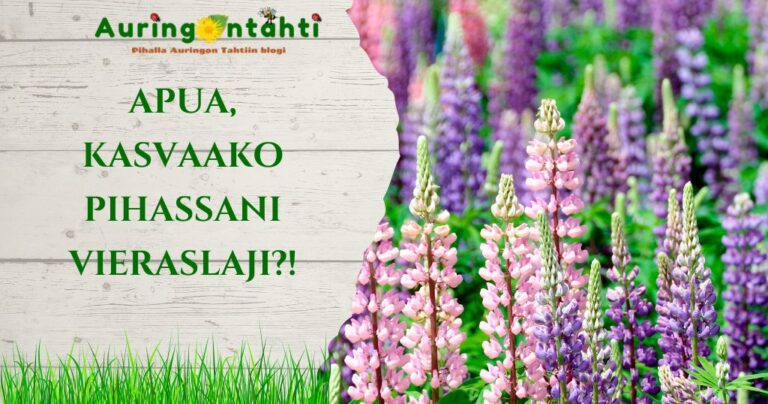 Apua, kasvaako pihassani vieraslaji?!