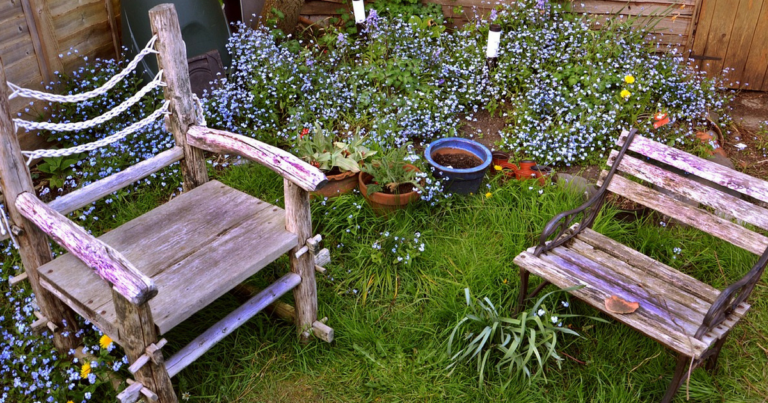 Pihan peruskorjaus – pihan kasvien tunnistaminen