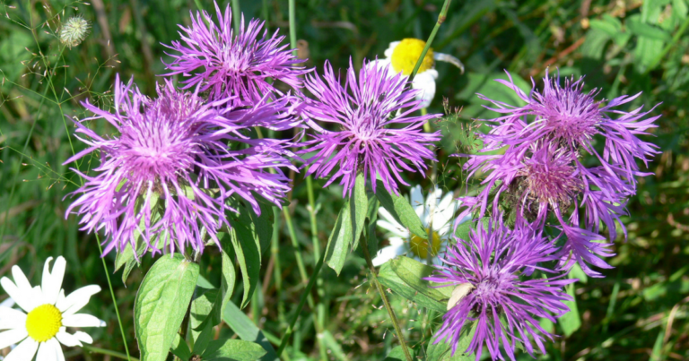 Perennojen kasvatus siemenistä