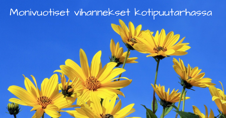 Monivuotisten vihannesten kasvatus on helppoa – kokeile!