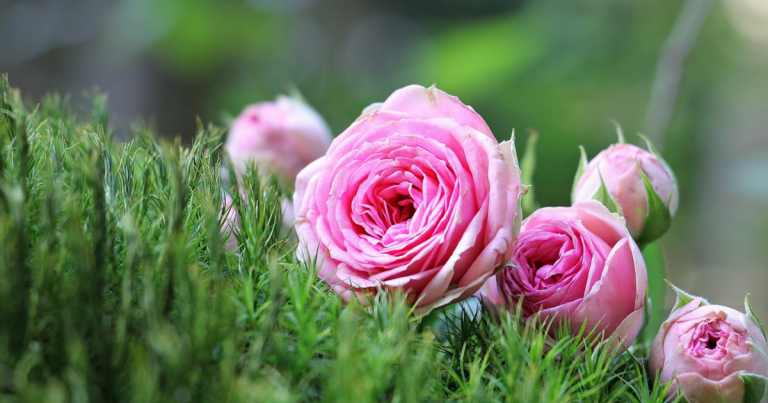 Harmittaako sammaloitunut nurmikko? Näin korjaat tilanteen