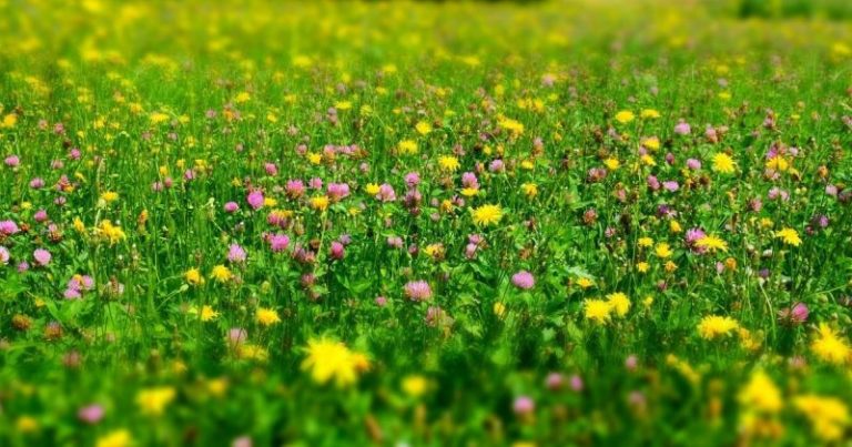 Sopisiko sinunkin pihaasi helppohoitoinen luonnonnurmikko?