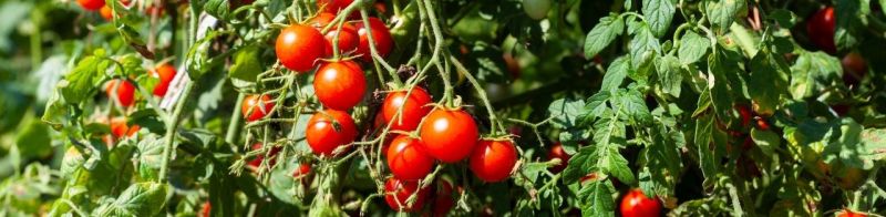 Kasvihuone sopii hyvin tomaattien kasvatukseen