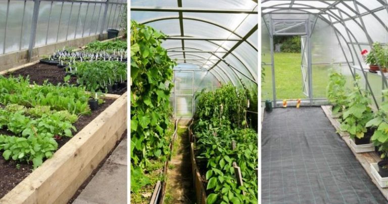 Kasvihuoneviljely neljällä eri tavalla