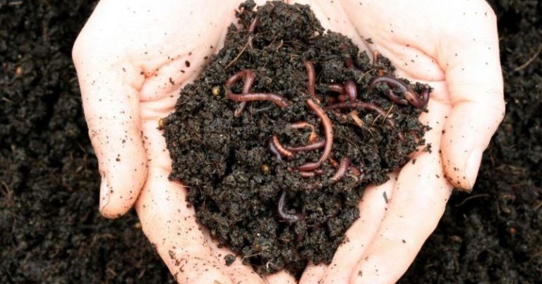 Näin voit hoitaa maata puutarhassasi