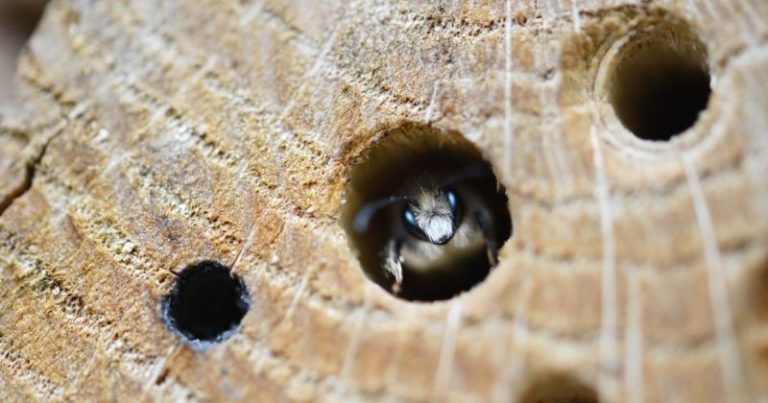 Näin teet puutarhaan pesäpaikkoja hyönteisille!