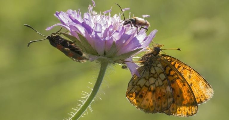 Näin houkuttelet hyötyötökät pihallesi