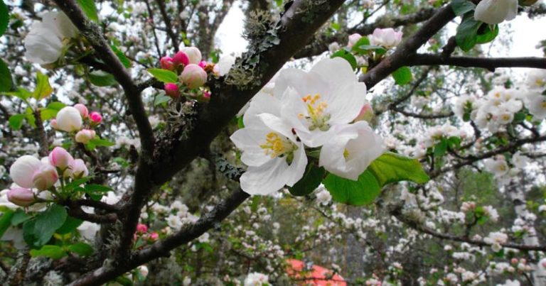 Hyötymetsäpuutarha