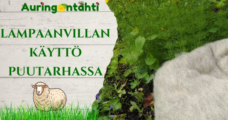 Lampaanvilla puutarhassa