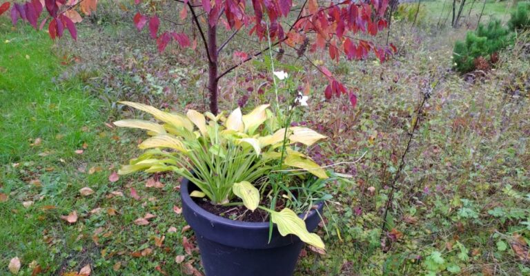 Monivuotisten kasvien talvettaminen ruukuissa – käytännön ohjeet kotipuutarhurille