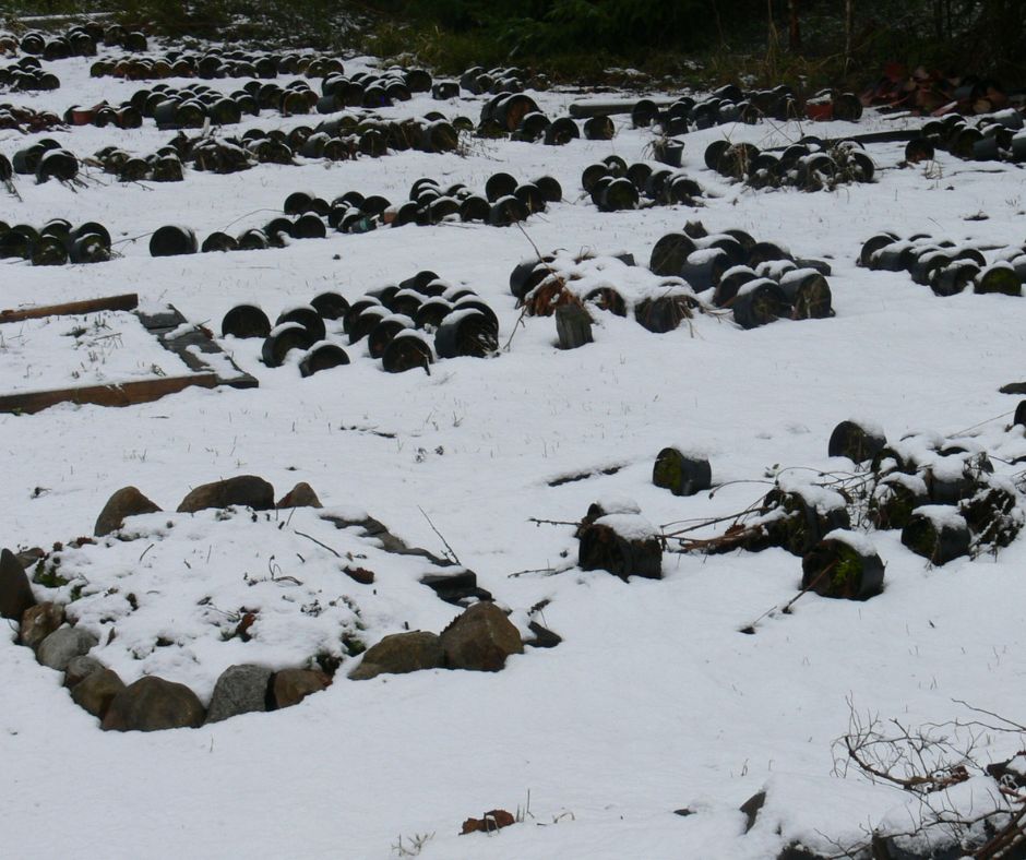 perennat ruukuissa talvisuojassa