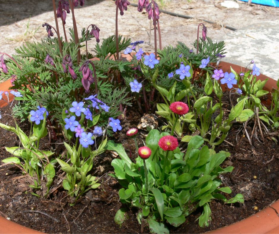 monivuotiset kasvit ruukussa aikaistavat kevättä