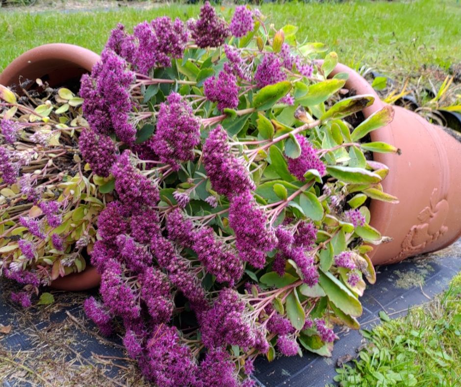 ruukkukasvien talvettaminen kyljellään